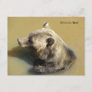 Grizzlybär im Wasser Postkarte