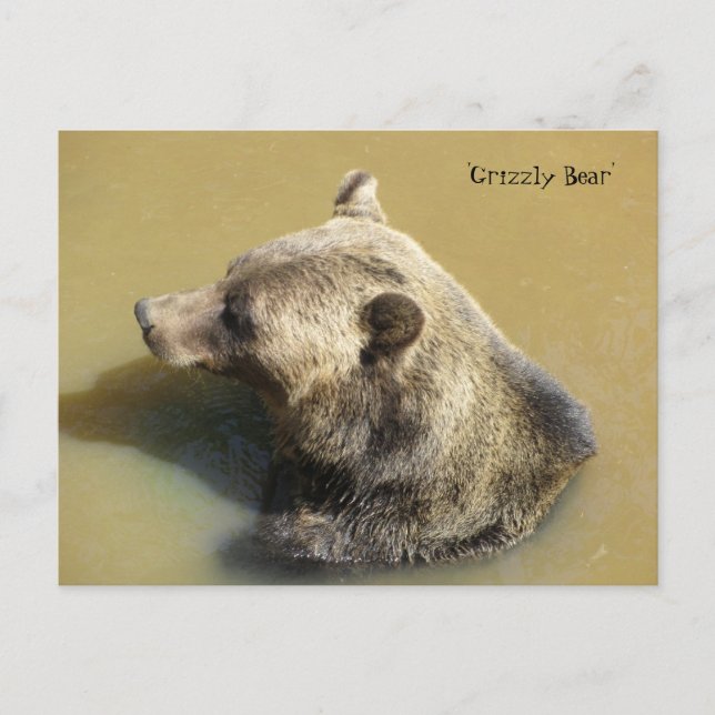 Grizzlybär im Wasser Postkarte (Vorderseite)