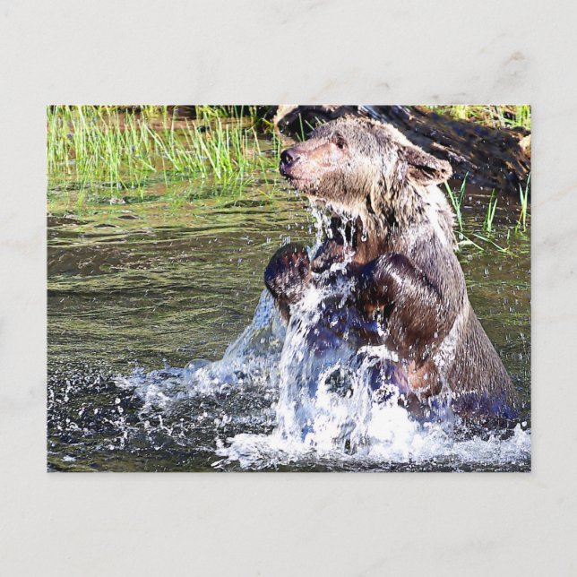 Grizzlybär im Wasser Postkarte (Vorderseite)