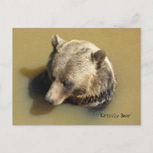 Grizzlybär im Wasser Postkarte
