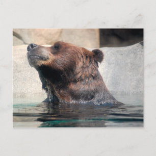 Grizzlybär im Wasser Postkarte