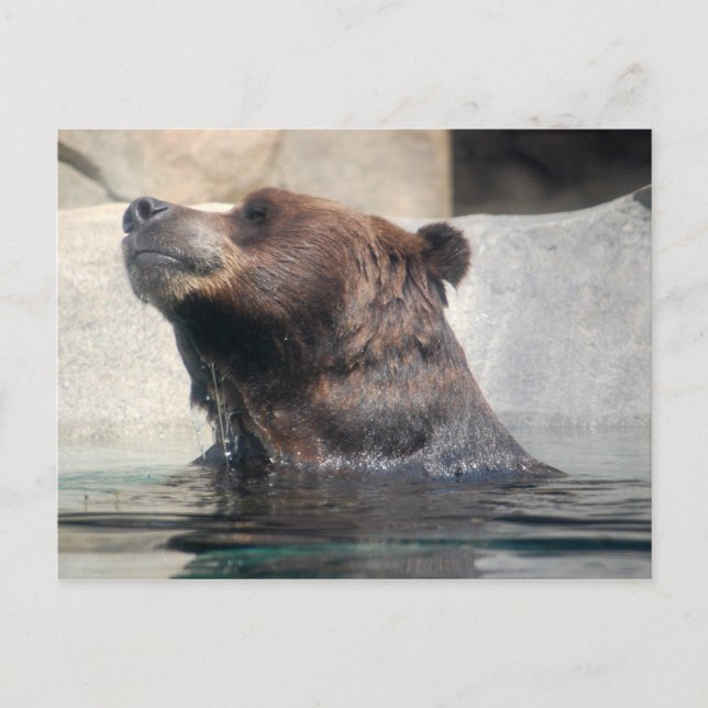 Grizzlybär im Wasser Postkarte (Vorderseite)