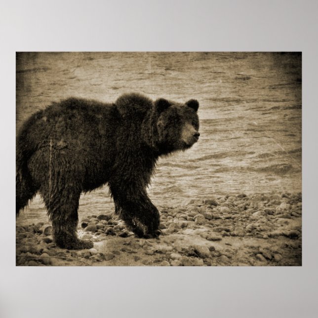 Grizzlybär in der Antike Poster (Vorne)