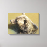Grizzlybär