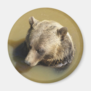 Grizzlybär Magnet