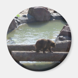 Grizzlybär Magnet