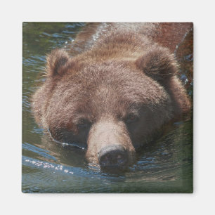 Grizzlybär Magnet