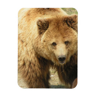 Grizzlybär-Magnet Magnet