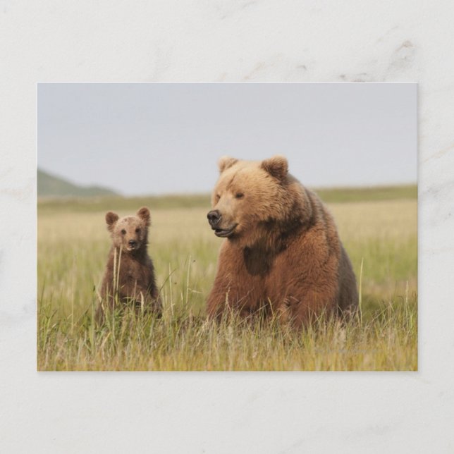 Grizzlybär mit Keule Postkarte (Vorderseite)