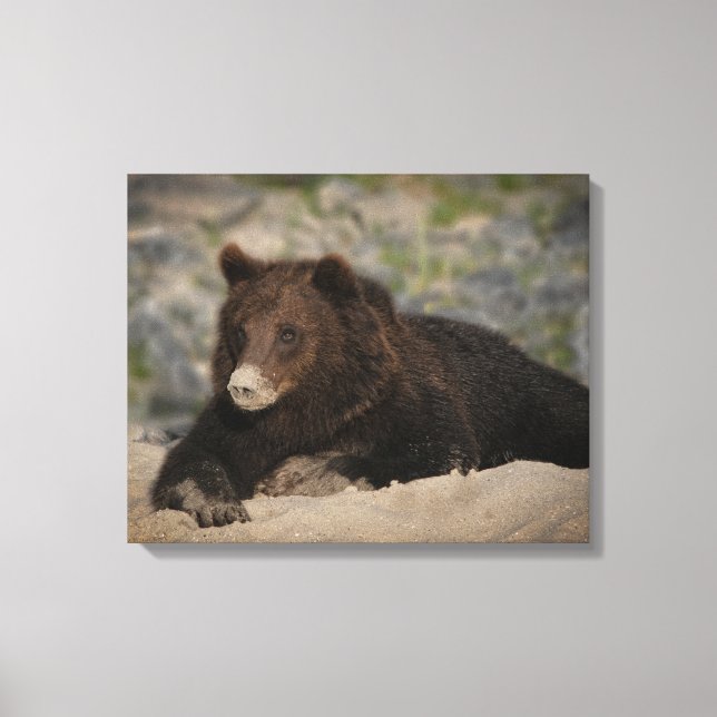 Grizzlybär mit Sandnase Leinwanddruck (Vorderseite)