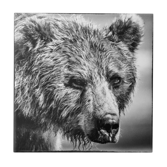 Grizzlybär-Portrait Fliese (Vorderseite)