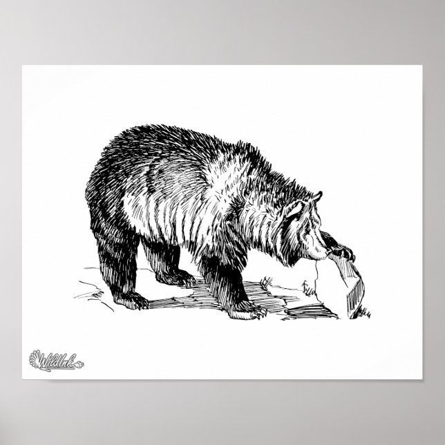 Grizzlybär Poster (Vorne)