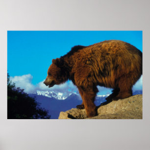 Grizzlybär Poster