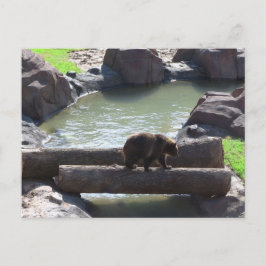 Grizzlybär Postkarte