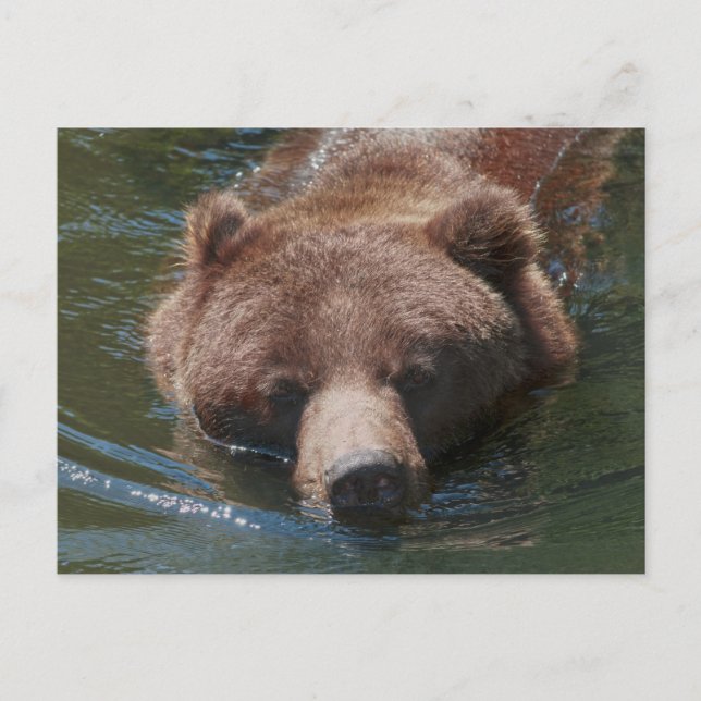 Grizzlybär Postkarte (Vorderseite)