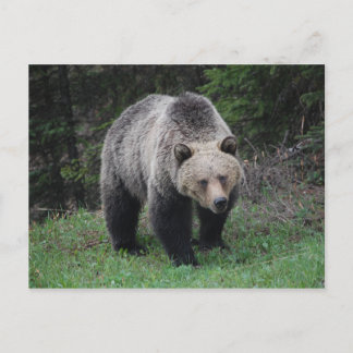 Grizzlybär Postkarte