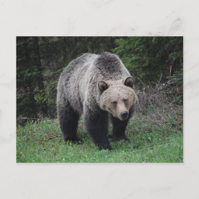 Grizzlybär Postkarte (Vorderseite)