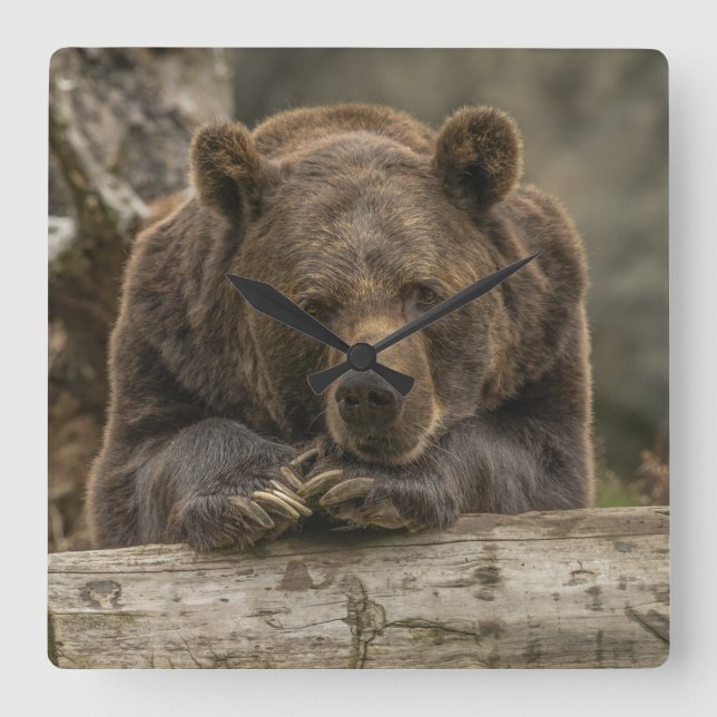 Grizzlybär Quadratische Wanduhr (Vorderseite)