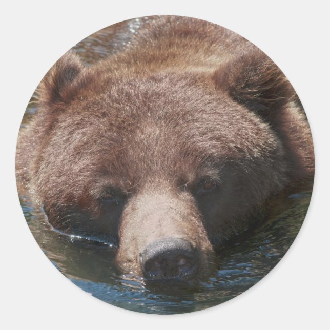 Grizzlybär Runder Aufkleber (Vorderseite)