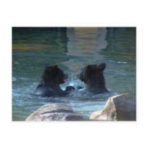 Grizzlybär-Schwimmparty