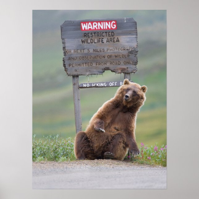 Grizzlybär spielt mit Schild (Vorne)
