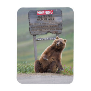 Grizzlybär spielt mit Schild Magnet