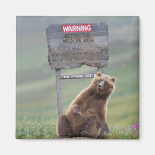 Grizzlybär spielt mit Schild Magnet