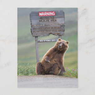 Grizzlybär spielt mit Schild Postkarte