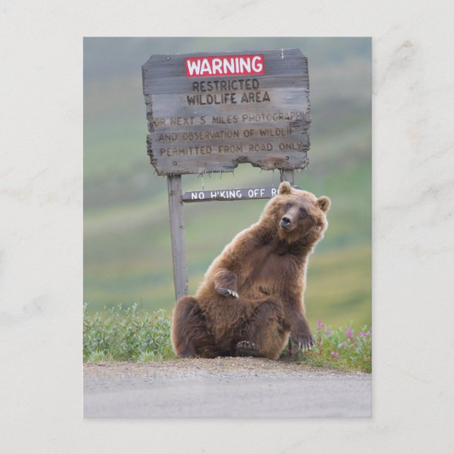 Grizzlybär spielt mit Schild Postkarte (Vorderseite)