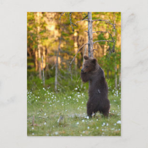 Grizzlybär und eine Baumpostkarte Postkarte