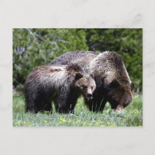 Grizzlybär und kalter Postkarte
