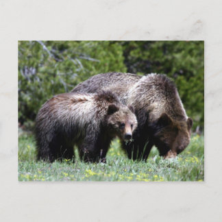 Grizzlybär und kalter Postkarte