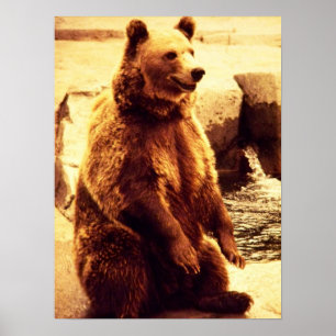 Grizzlybärdruck Poster
