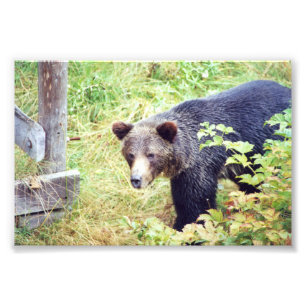 Grizzlybären 6x4 Foto