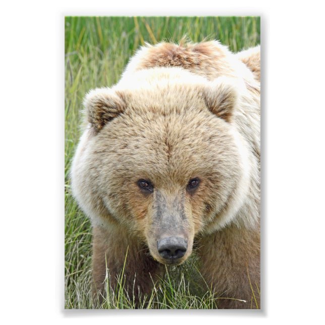 Grizzlybären 6x4 Foto (Vorne)