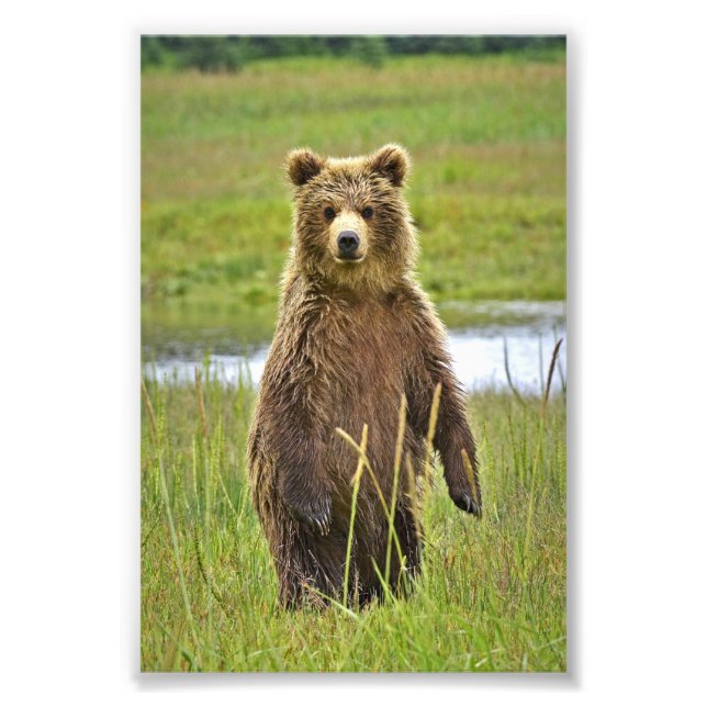 Grizzlybären 6x4 Foto (Vorne)