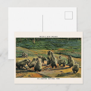 Grizzlybären, Geschenke des Yellowstone-Nationalpa Postkarte