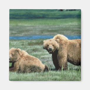 Grizzlybären Magnet