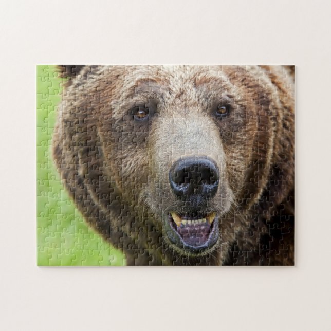 Grizzlybären-Portrait, Puzzle (Horizontal)