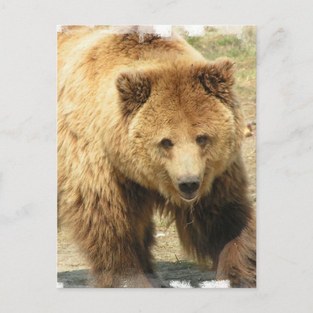Grizzlybären-Postkarte Postkarte (Vorderseite)