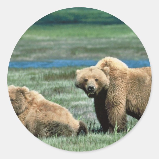 Grizzlybären Runder Aufkleber (Vorderseite)