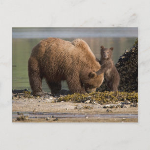 Grizzlybärmutter mit Cub am Strand Postkarte