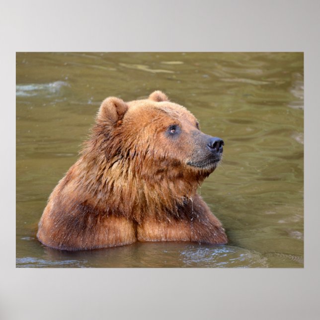 Grizzlyn im Wasser Poster (Vorne)