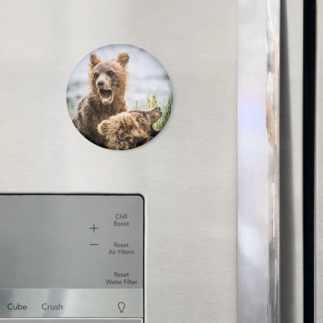 Grizzy Cubs suchen nach ihrem Mama Magnet (In Situ (Kühlschrank))
