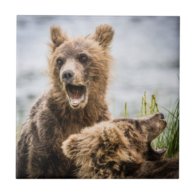 Grizzy Cubs suchen nach ihrer Mutter Fliese (Vorderseite)