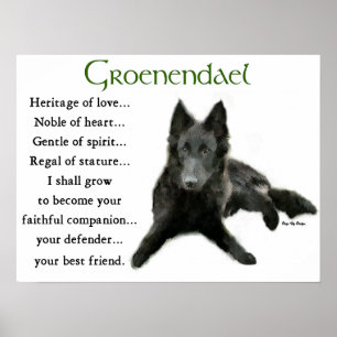 Groenendael belgische Schäferhund-Geschenke Poster