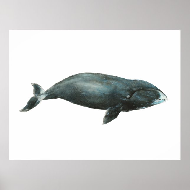Grönlandwal Wasserfarben-Illustration Poster (Vorne)