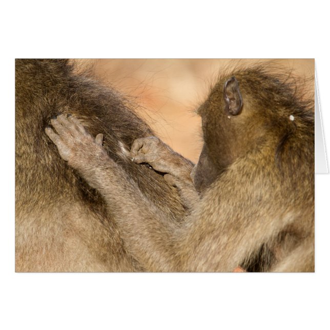 Grooming Baboons (Vorderseite (Horizontal))