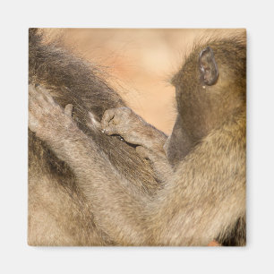 Grooming Baboons Magnet