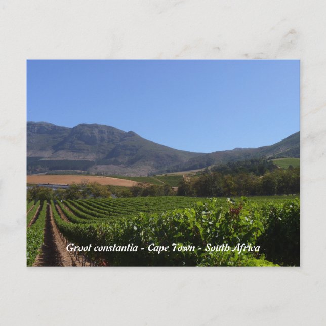 Groot Constantia - Kapstadt - Südafrika Postkarte (Vorderseite)